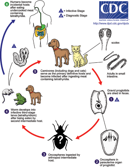 Mesocestoides LifeCycle web