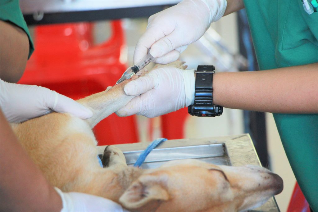 Un perro en cuidados intensivos en nuestro centro Veterinario Taco