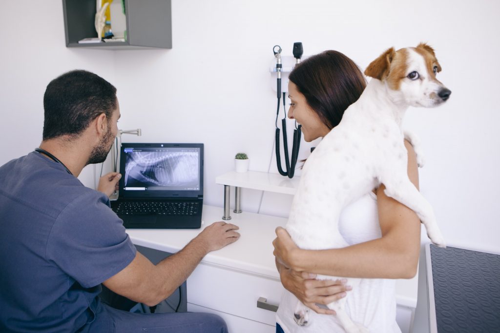 Muestra de RadiografÃ­a digital de rayos X clinica veterinaria Taco Tenerife en un perro